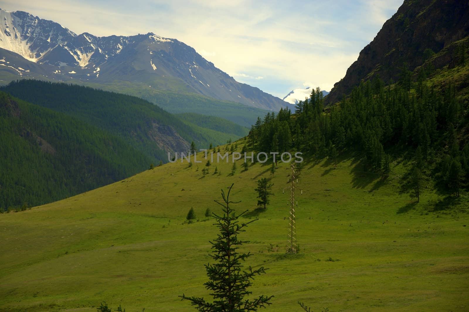 Fertile valley with lonely pines under a blue sky, on the background of the snowy peaks of the North-Chuisky ridge. Altai, Siberia, Russia.