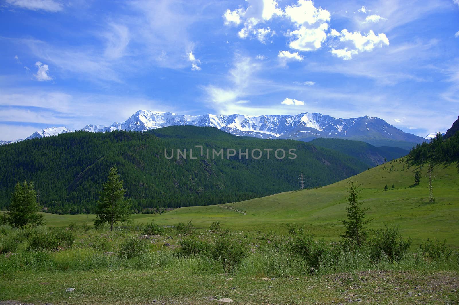 Fertile valley with lonely pines under a blue sky, on the background of the snowy peaks of the North-Chuisky ridge. Altai, Siberia, Russia. Landscape. by alexey_zheltukhin