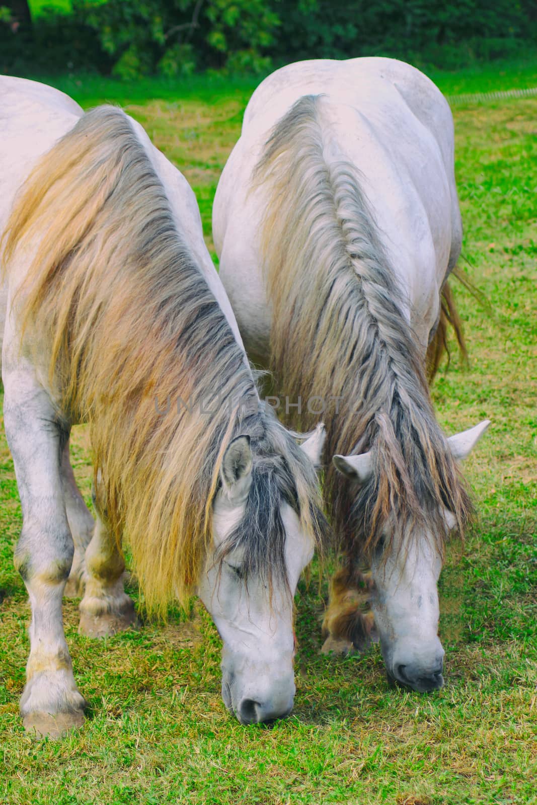 two white horses with coiffed mane graze on green grass, muzzle down.