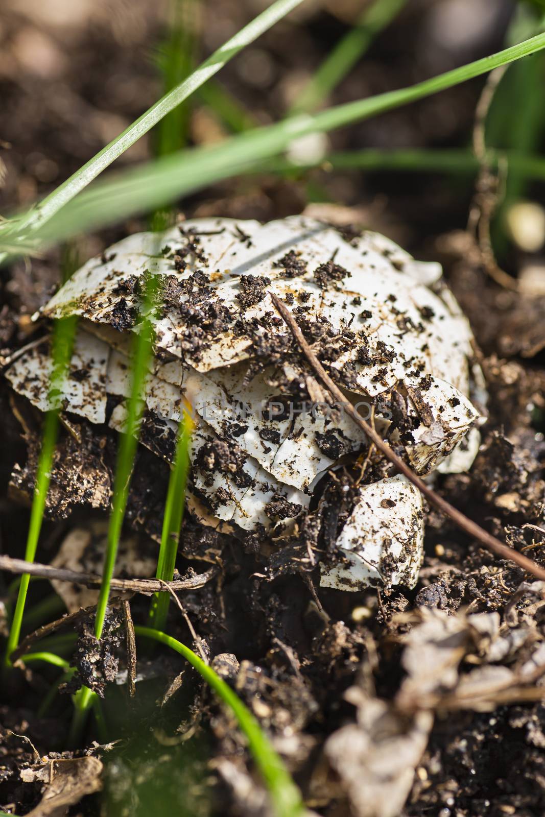 broken chicken egg shell decomposing in the earth