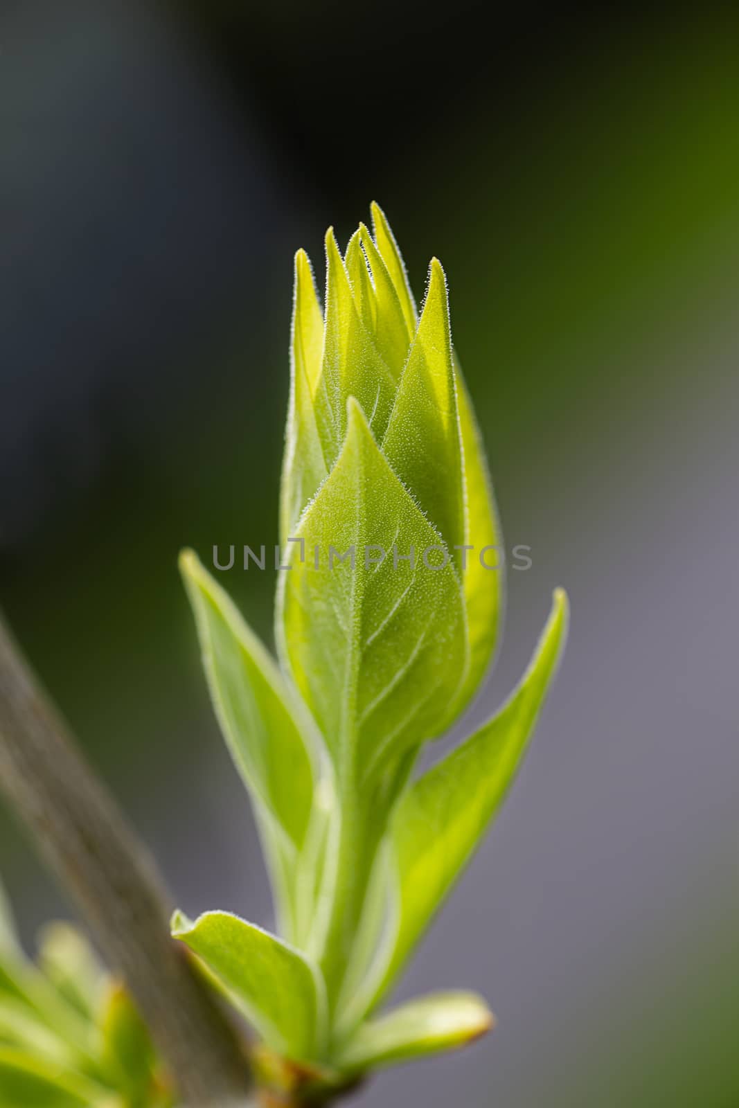 small lilac leaves just opening open against blur background