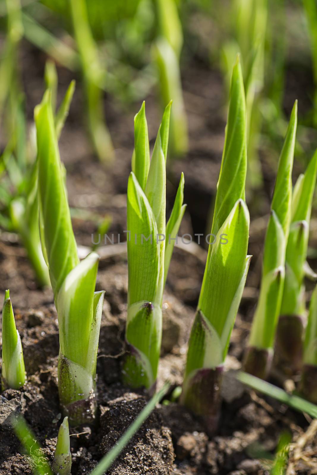 Leaf sprouting out of the ground reaching for the sun