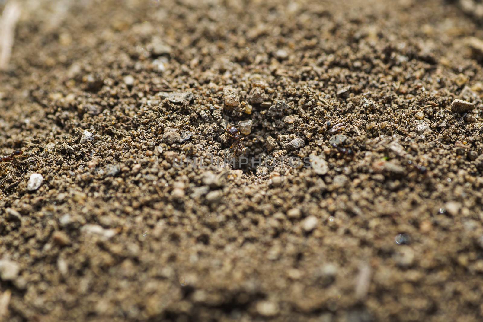 Pavement ant walking on sand ground