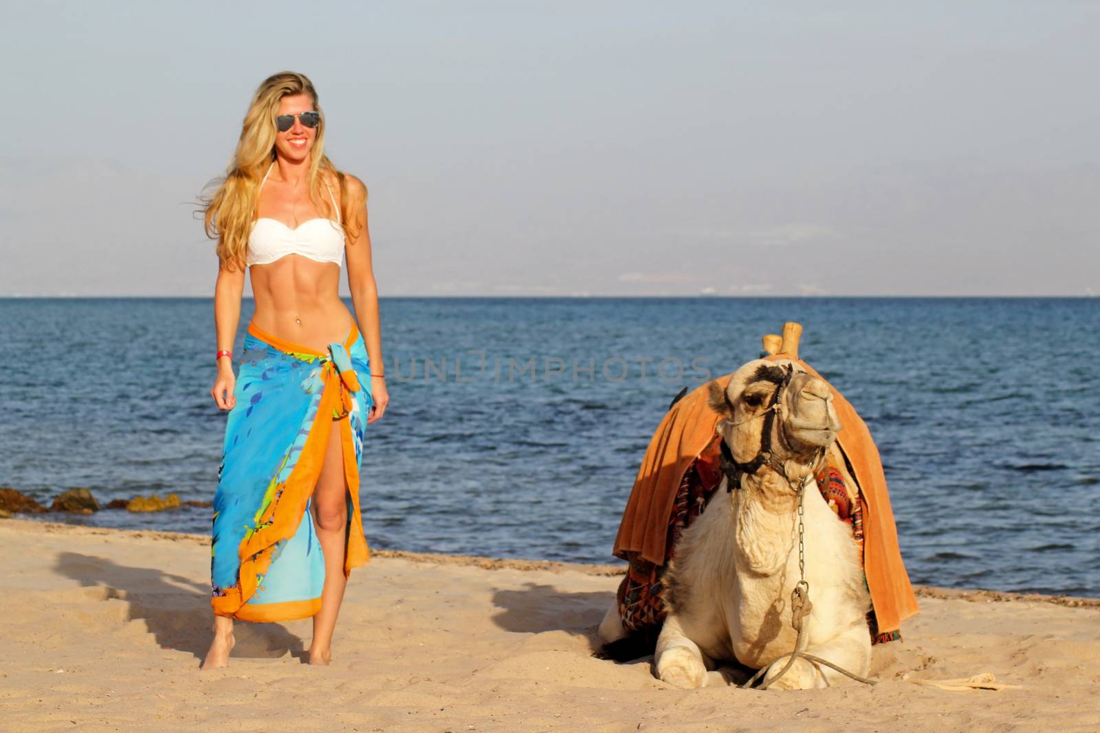Blonde girl in sunglasses and white bikini and blue pareo standing near camel. Camelus bactrianus. The camel lies on the sand, on the beach. Against the backdrop of the Red sea in sunny day.