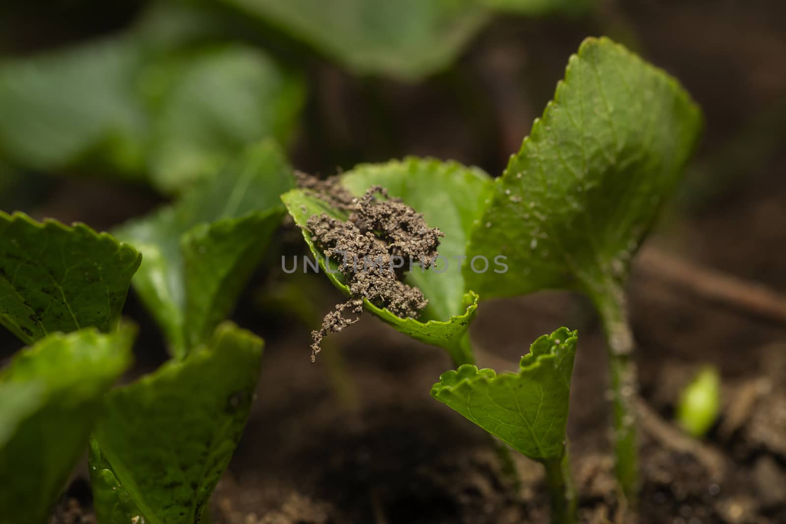 macro view of small plant sprouting from the ground