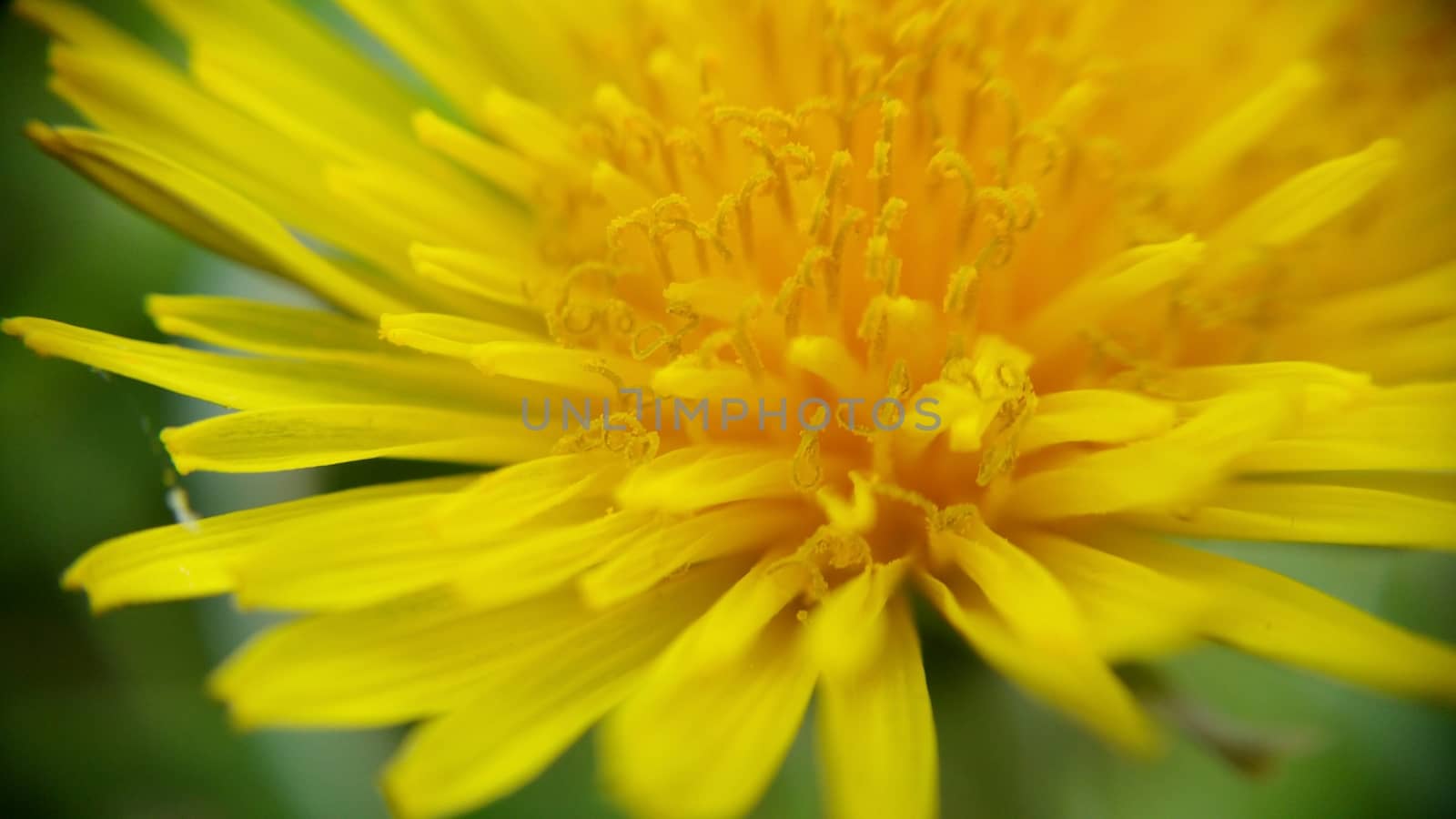 Yellow dandelion in natural environment, macrophoto with shallow depth of field