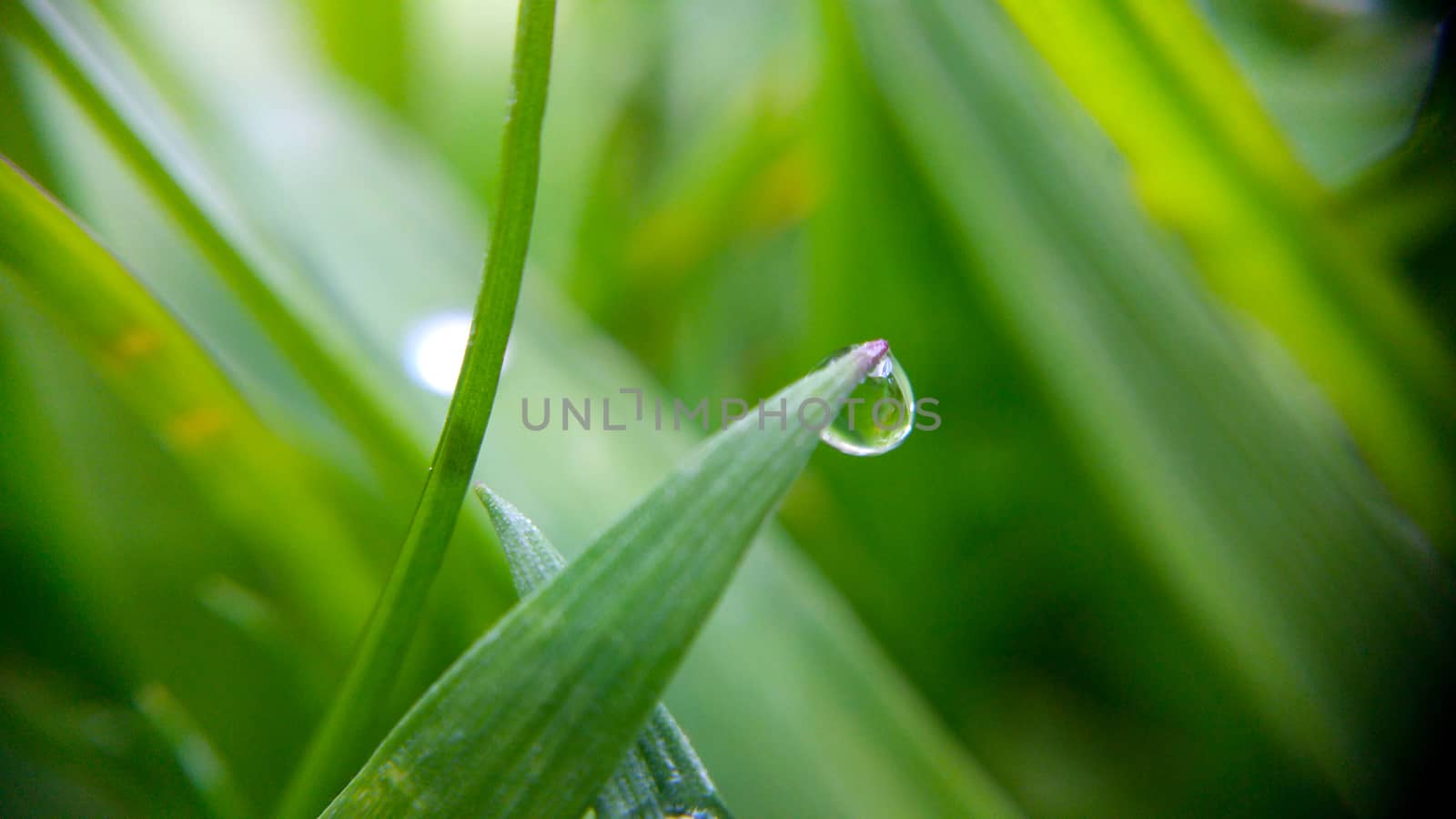 Alone morning drop on the green leaf, shooting close-up