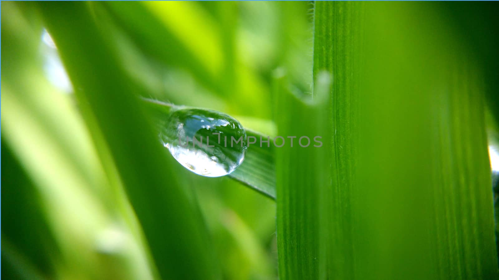 Alone morning drop on the green leaf, shooting close-up