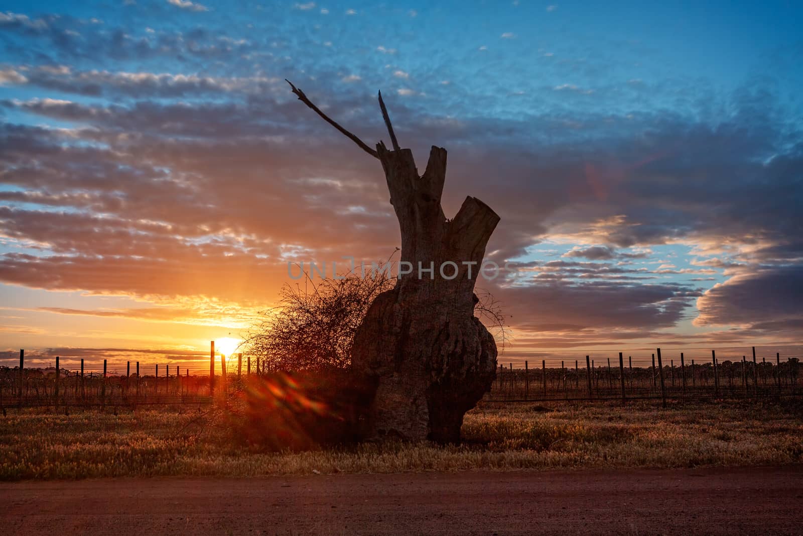 Bulbous tree trunk and rows of grape vines  in the morning sunrise out in rural Australia