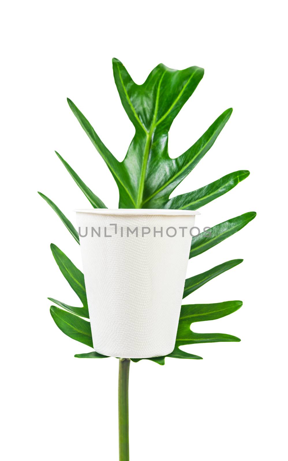 Biodegradable white glass cardboard paper on green leaf isolated on white background, Save clipping path. Eco friendly package concept.