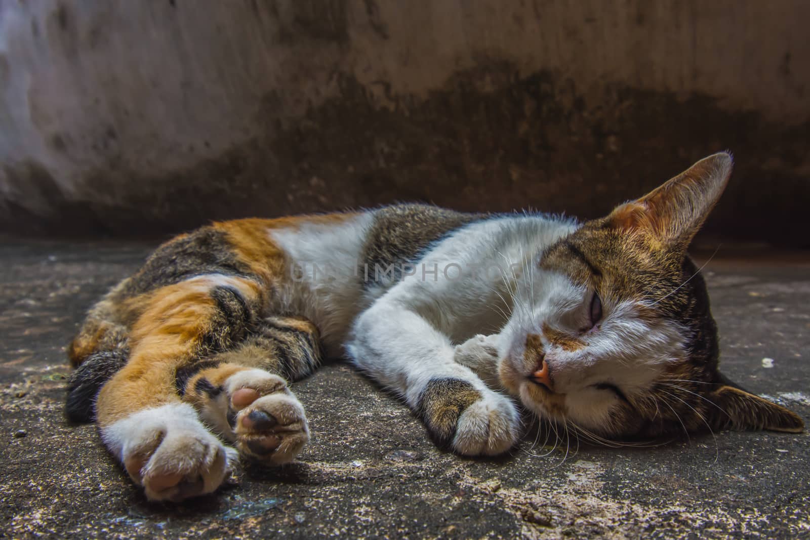 Cat sleeping on the ground by anuraksir