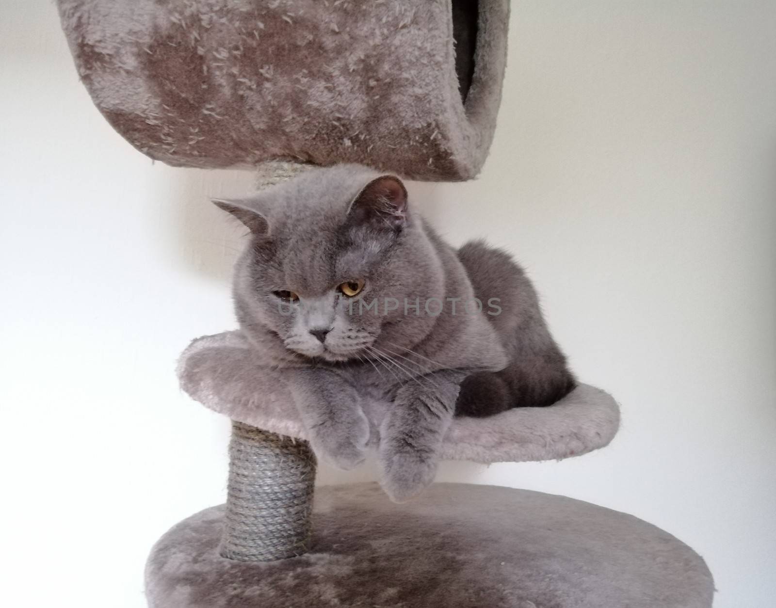 Cute Gray British cat lying on claw sharpener and looking somewhere