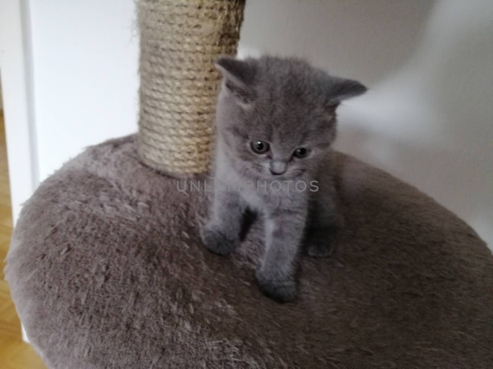 Cute Gray British kitty lying on claw sharpener and looking somewhere