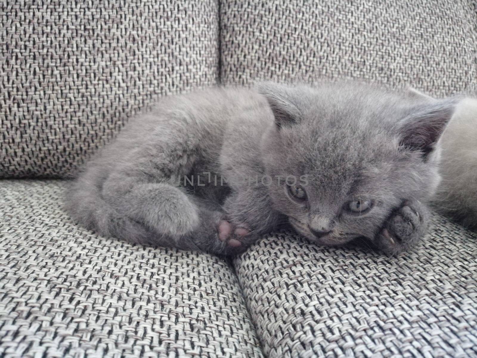 British Short Hair kitty lying on sofa and looking away by Lenkapenka