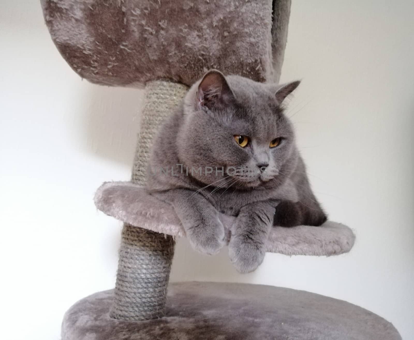 Cute Gray British cat lying on claw sharpener and looking somewhere