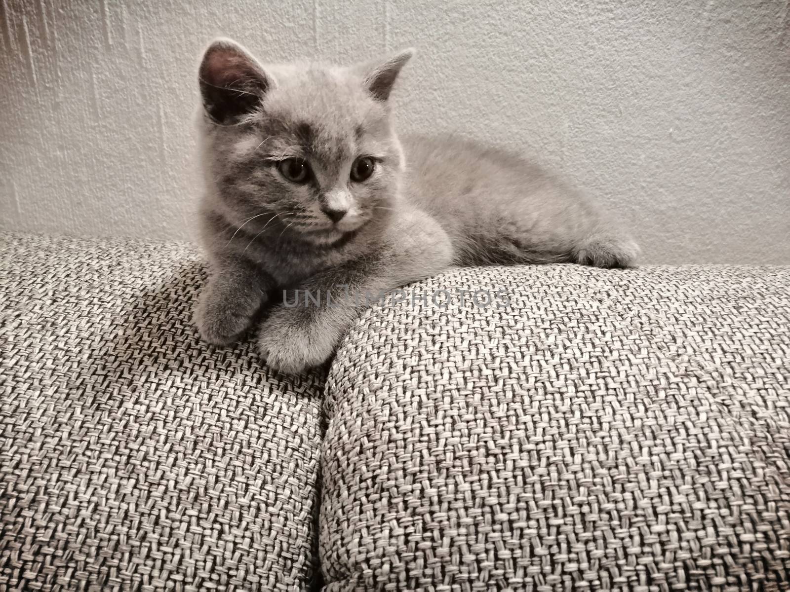 Cute Gray British kitty lying on sofa and looking somewhere