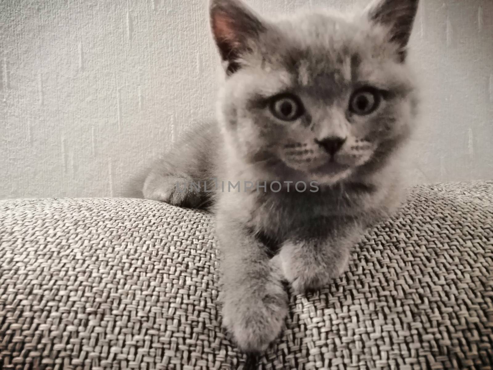 British Short Hair kitty lying on sofa and looking right by Lenkapenka