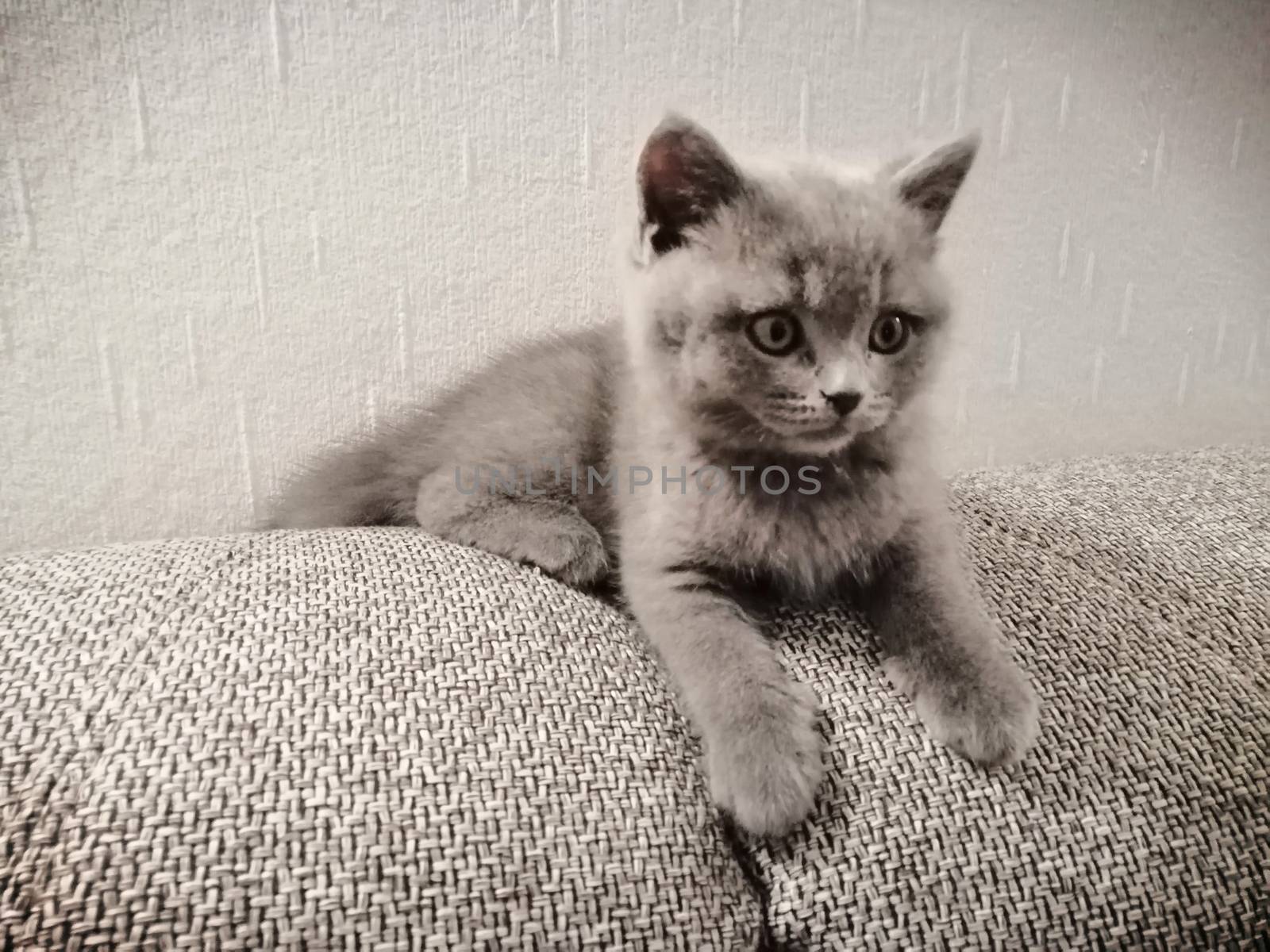 British Short Hair kitty lying on sofa and looking somewhere by Lenkapenka