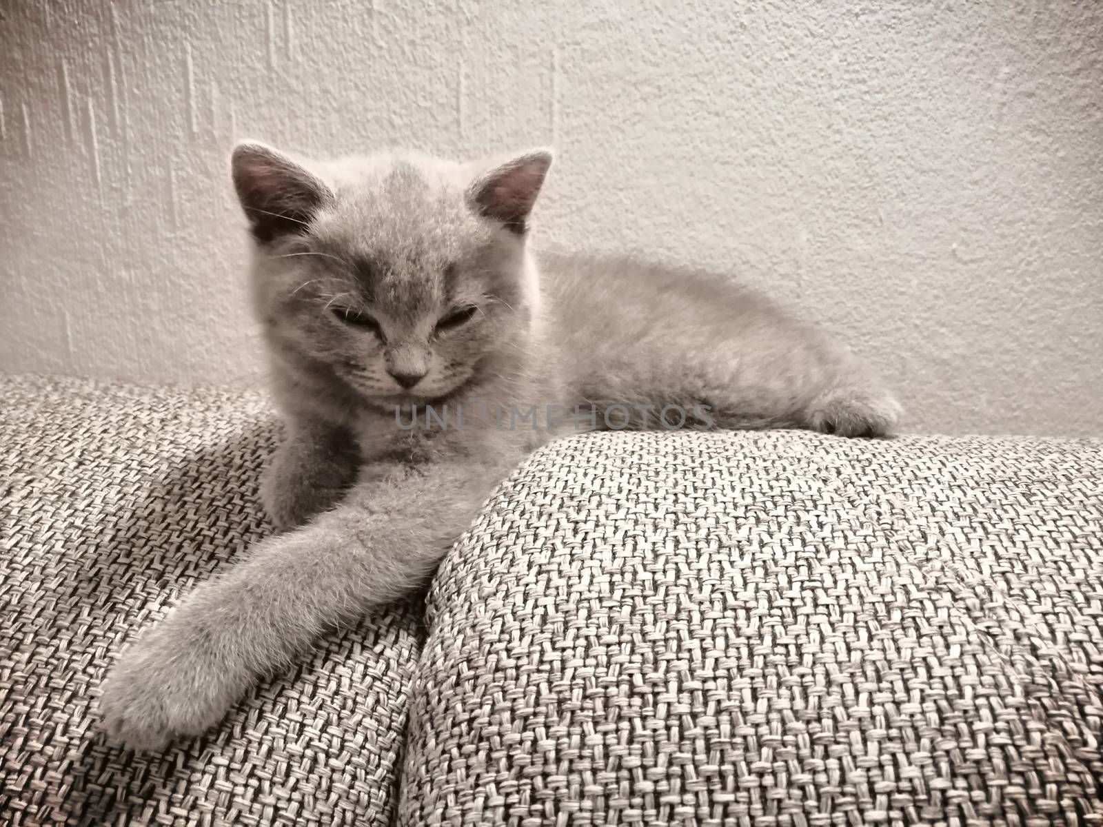 Cute Gray British kitty lying on sofa and looking somewhere squinting