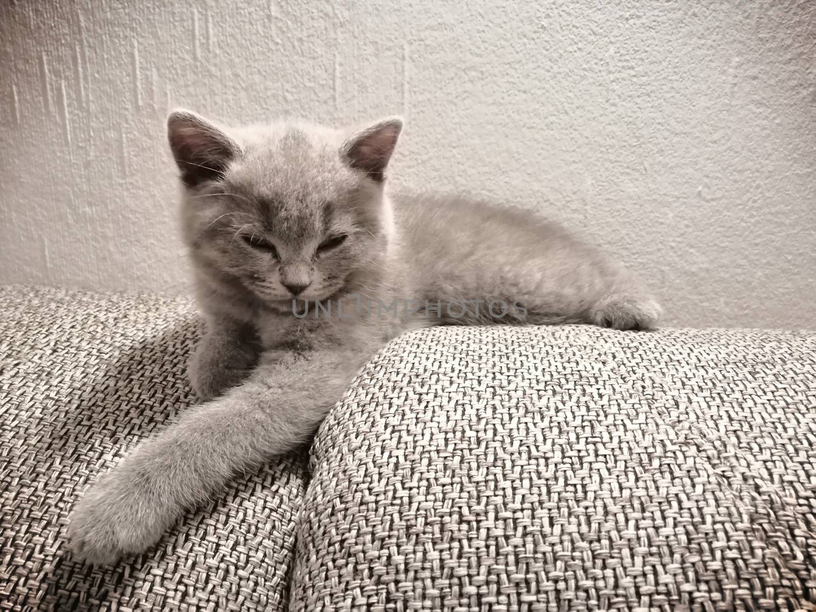 Cute Gray British kitty lying on sofa and looking somewhere squinting