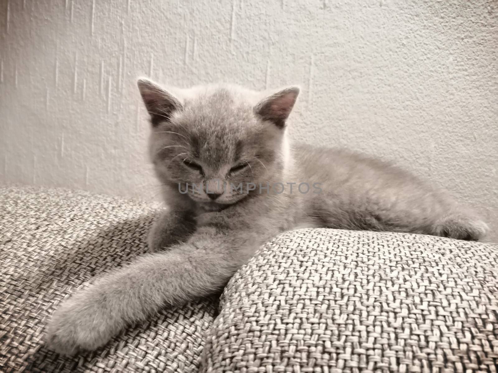 Cute Gray British kitty lying on sofa and looking somewhere squinting