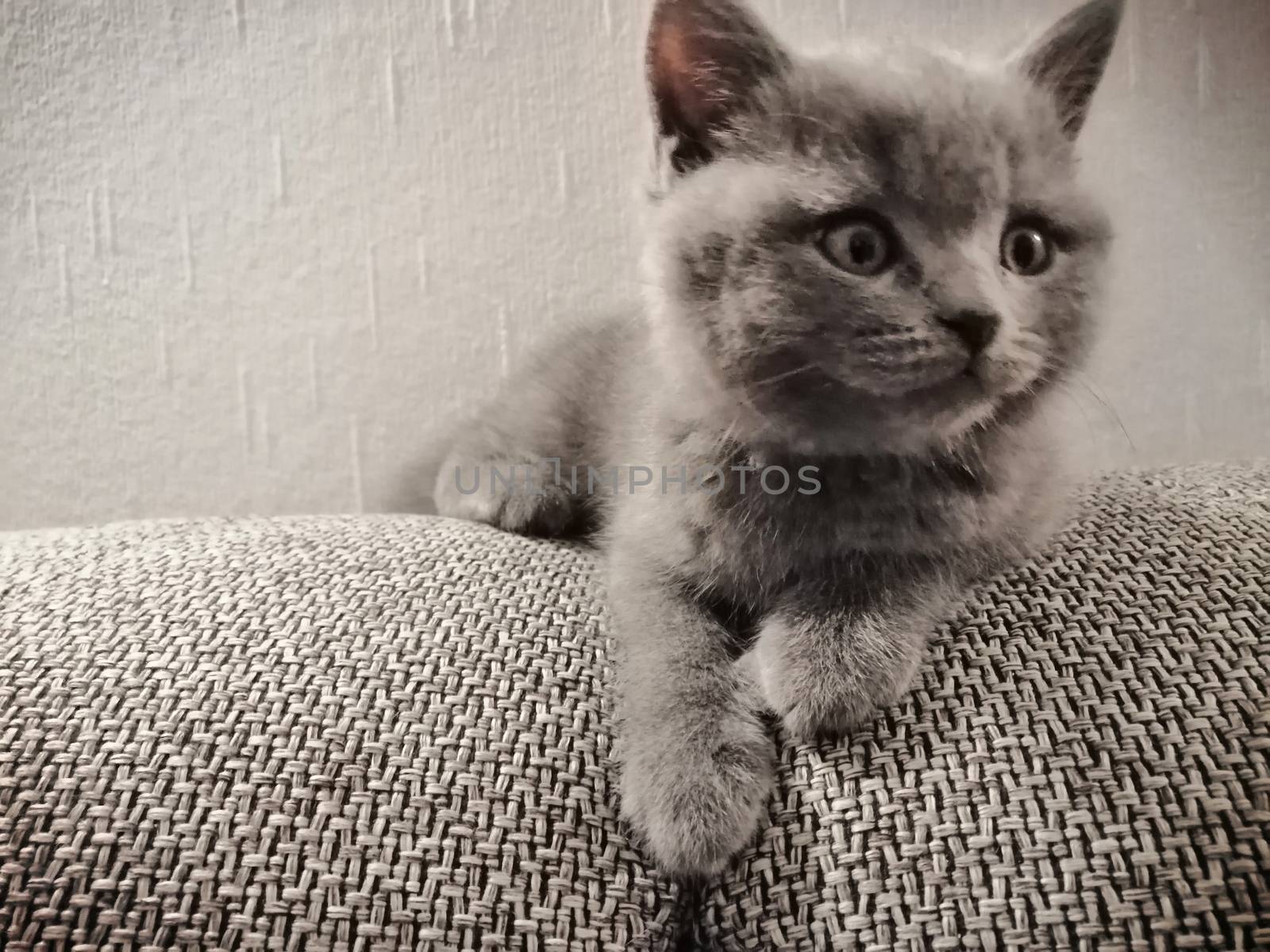 British Short Hair kitty lying on sofa and looking away by Lenkapenka