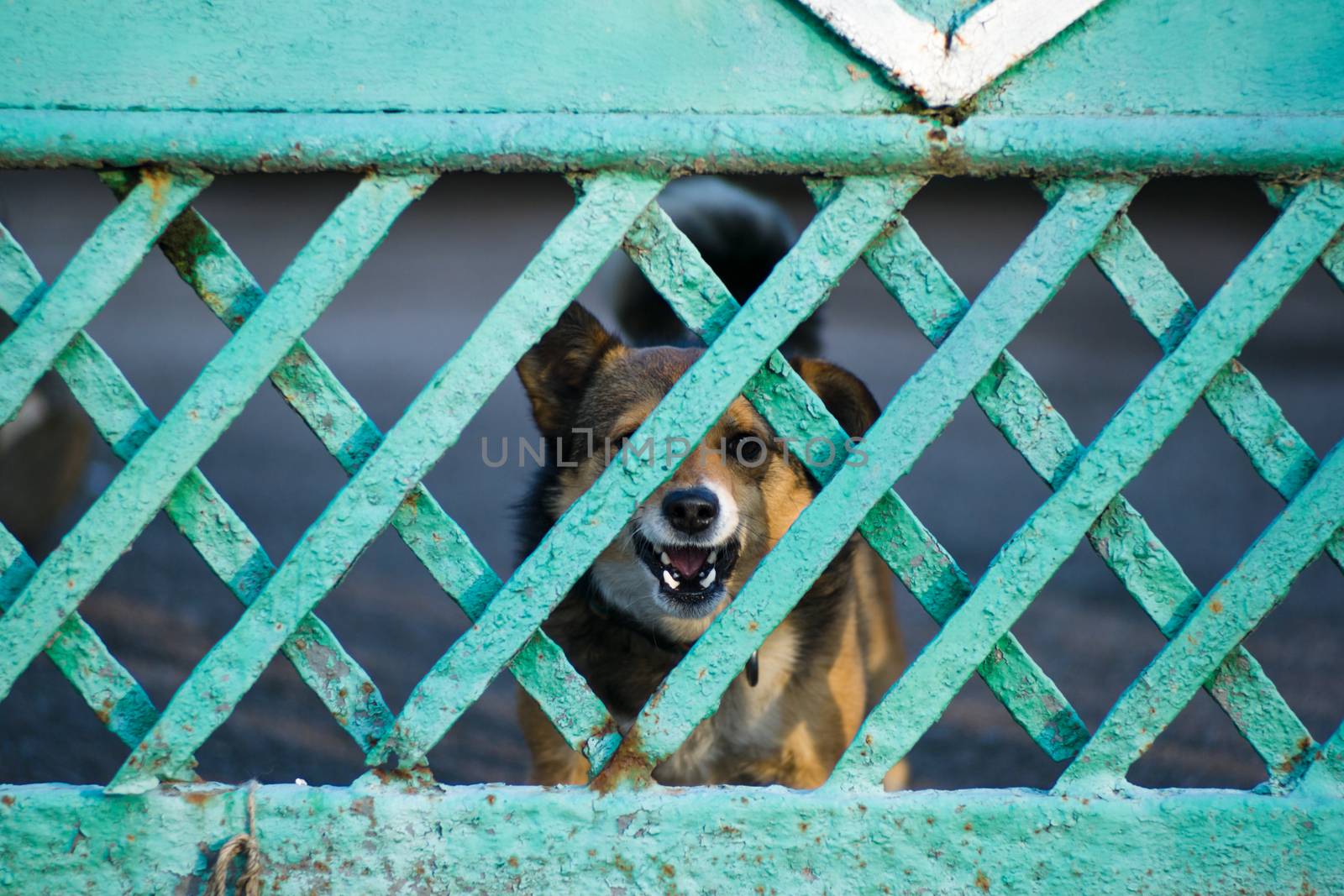 A dog barks through a green wooden fence by alexsdriver