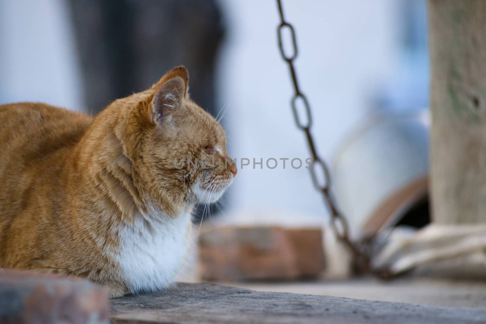 One-eyed red cat lies on the wooden boards  by alexsdriver