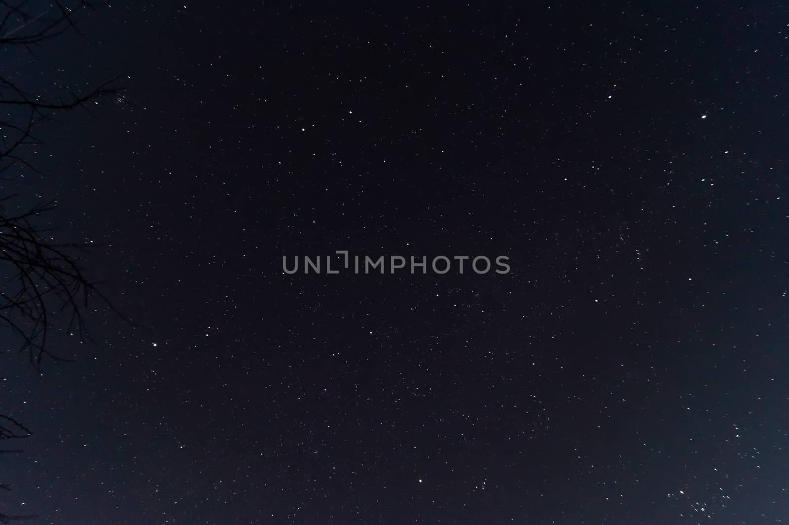 Night sky low light photo. A lot of stars and constellations on dark sky. The branches near sides of photo. Far away from city and no clouds.