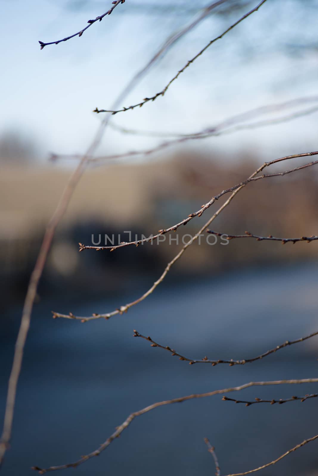 thin twig on a blurred background of the river by alexsdriver