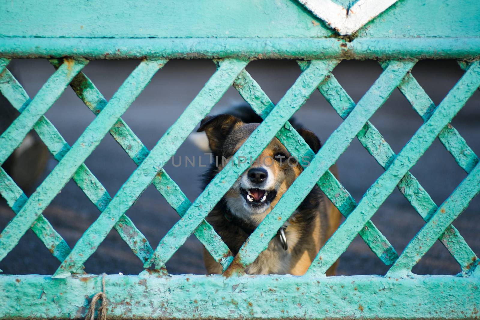 A dog barks through a green wooden fence