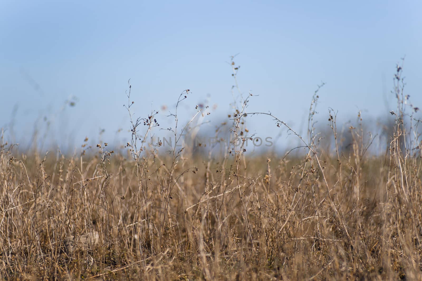 Closeup dry field grass on blurred background. Minimal depth of  by alexsdriver