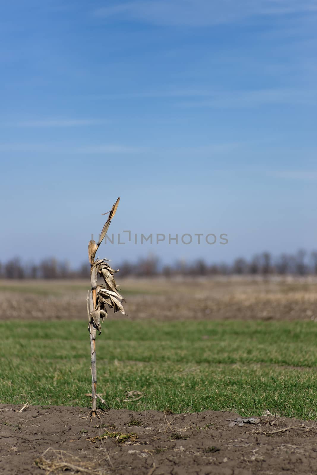 Lonely corn bush on the field. Meditation and lonely concept.