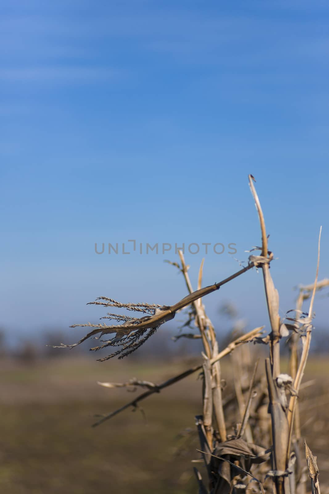 Corn bush on the field. Bad agriculture concept. by alexsdriver