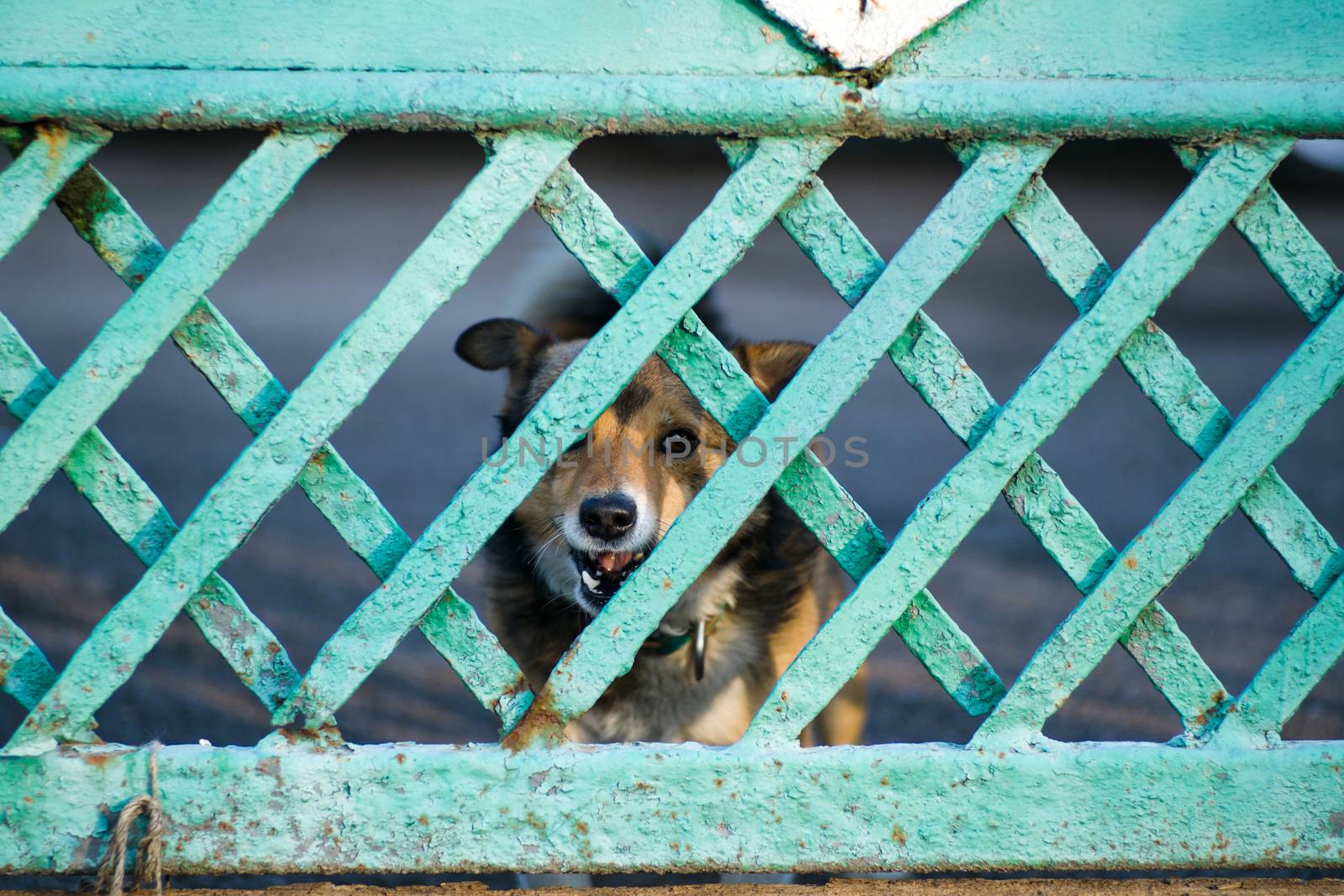 A dog barks through a green wooden fence by alexsdriver