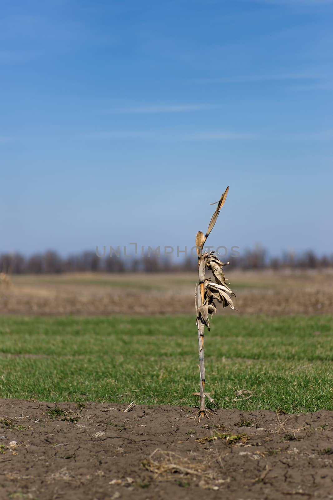Lonely corn bush on the field. Meditation and lonely concept.