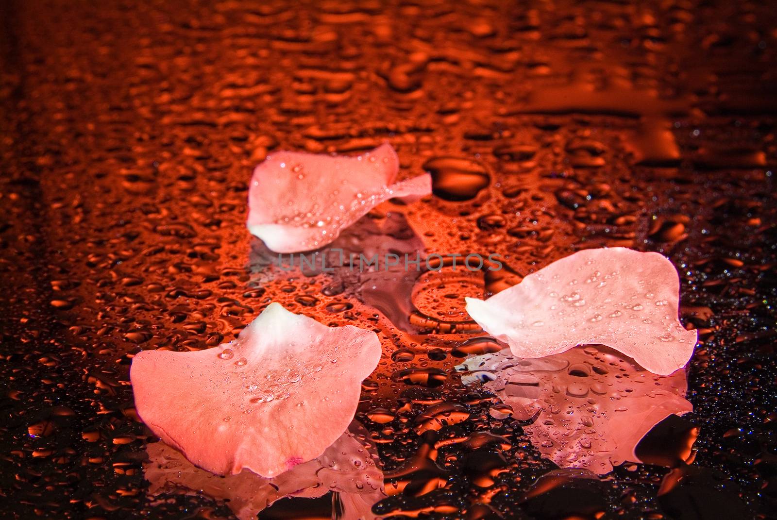 Wedding rings and rose petals on a studio background