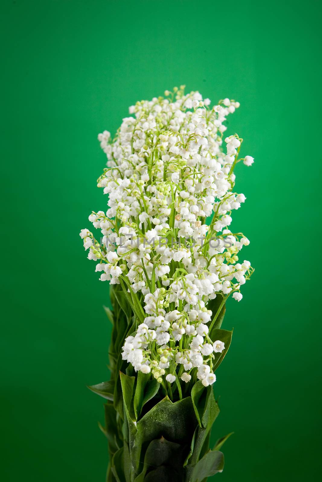 Still life with bouquet of flowers and accessories on a studio background