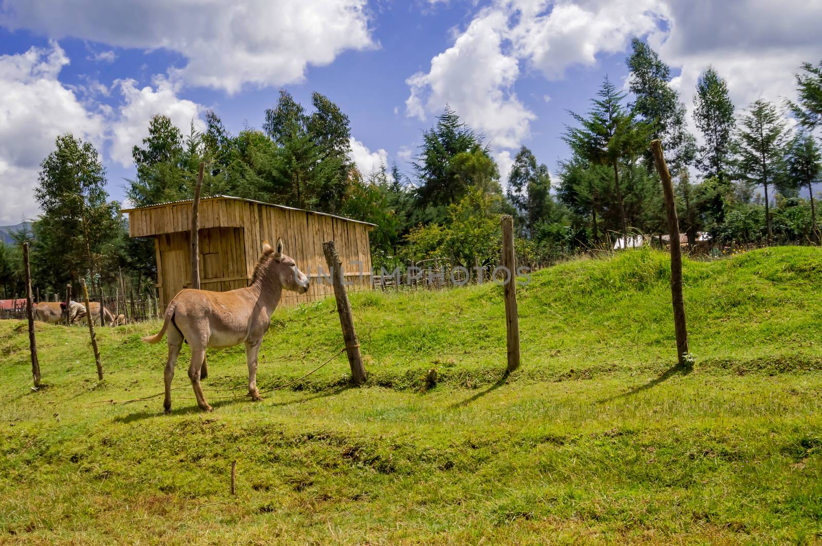 Donkey in the wild near Aberdare Park in Central Kenya in Africa