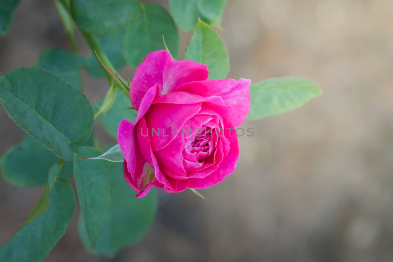 Roses in the garden, Roses are beautiful with a beautiful sunny day.