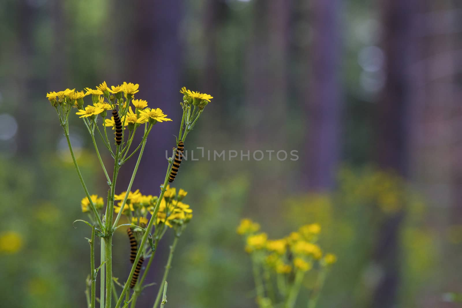 cinnabar moth, caterpillars,Tyria jacobaeae by compuinfoto