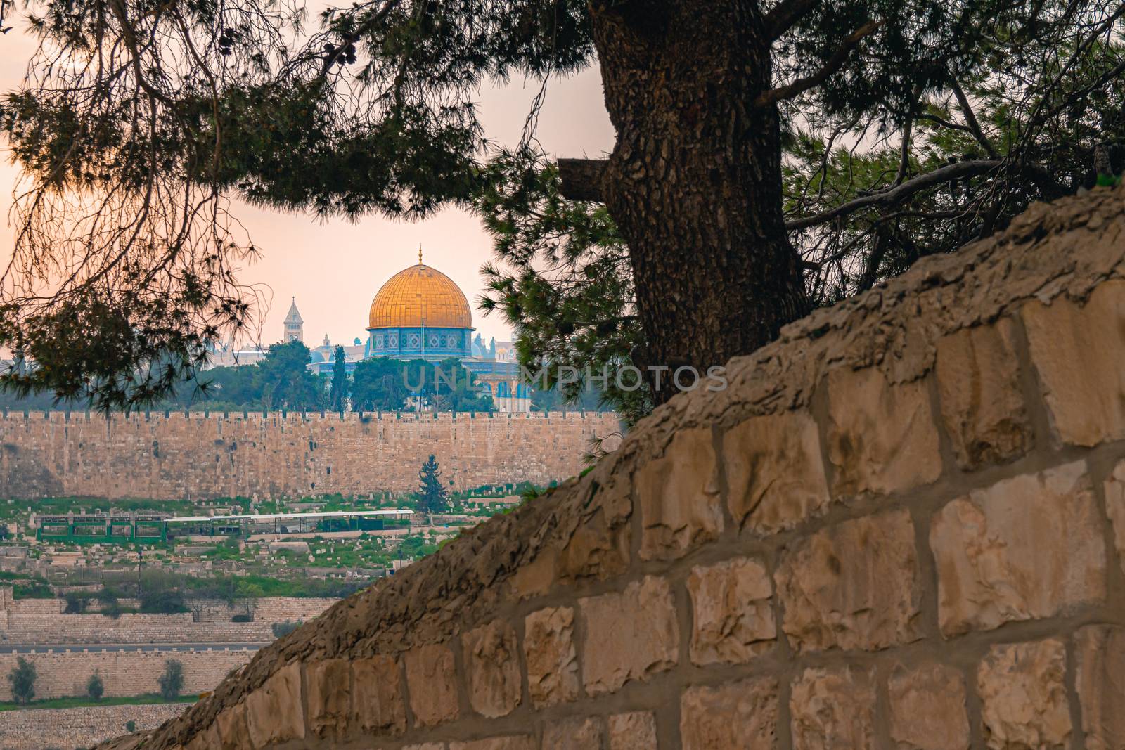 Panoramic view of Jerusalem old city and the Temple Mount through a tree during a dramatic colorful sunset. A view of the Dome of the Rock and Al Aqsa Mosque from the Mount of Olives in Jerusalem, Israel.