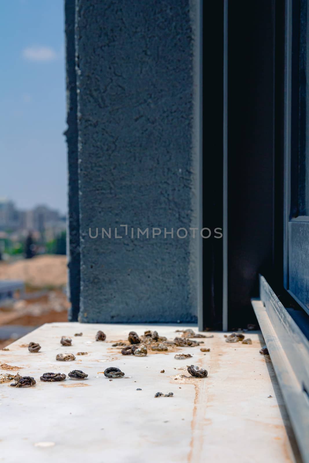Pigeon droppings on the windowsill. Side View.