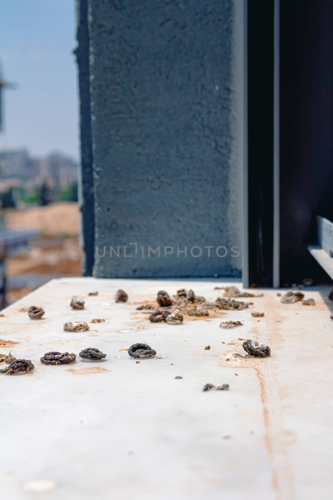 Pigeon droppings on the windowsill. Side View.