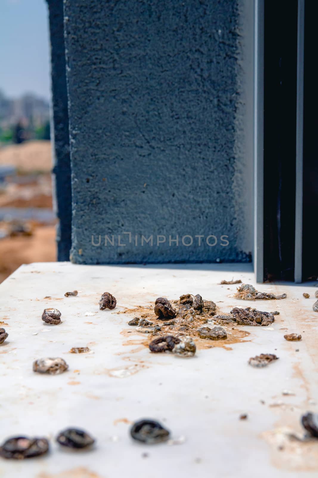 Pigeon droppings on the windowsill. Side View.