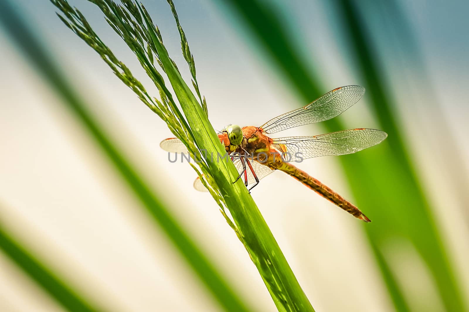 Dragonfly Sympetrum close-up sitting on the grassand looking at the camera