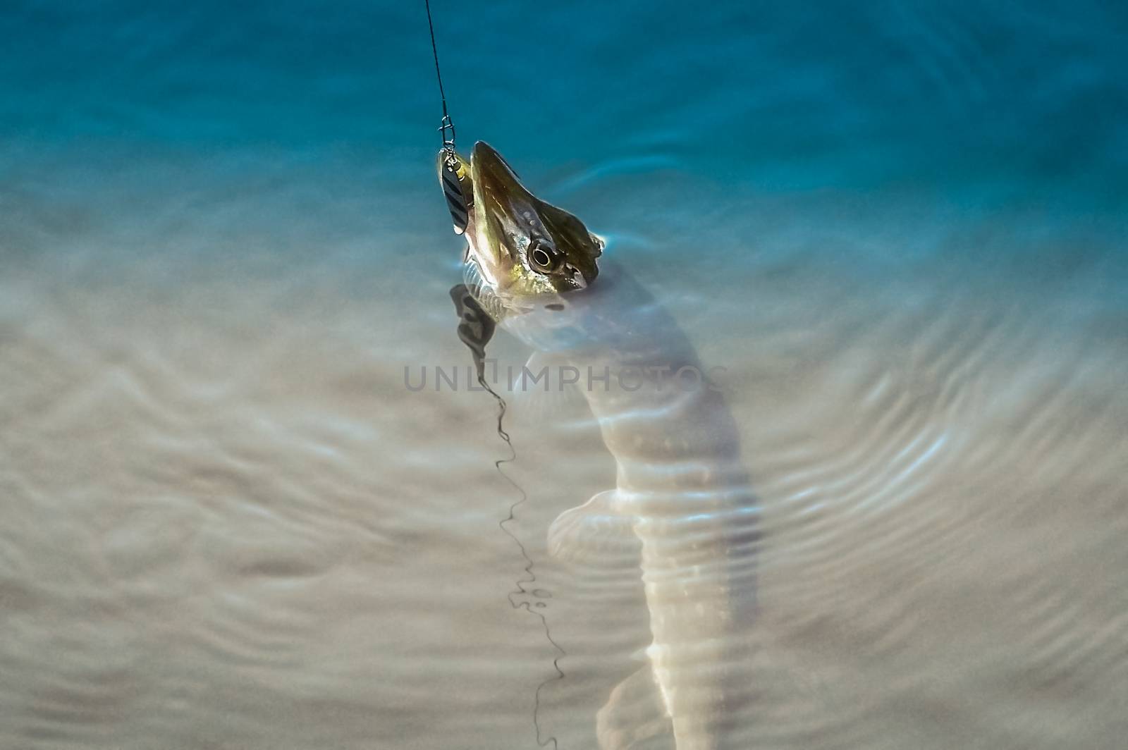 Spinning pike caught on a spoon in his mouth out of the water