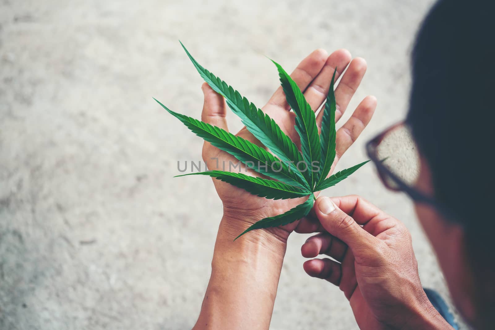 Hand holding marijuana leaf ( Cannabis sativa indica )