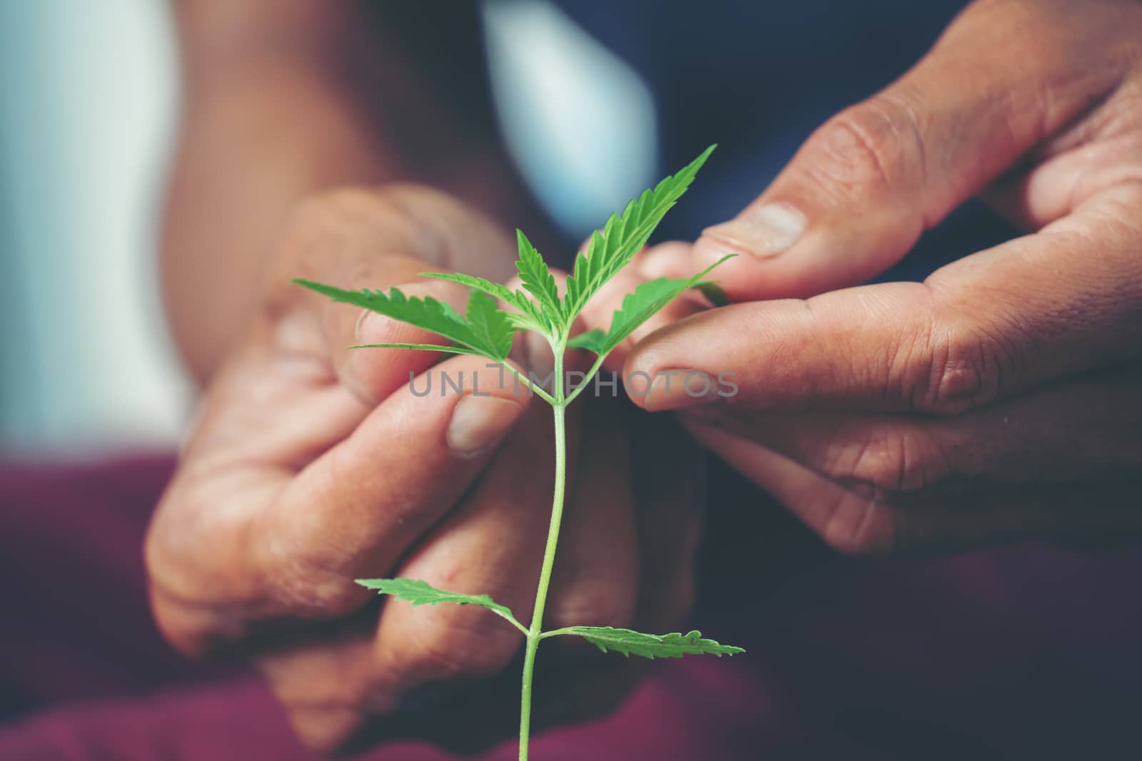 Hand holding marijuana leaf ( Cannabis sativa indica )