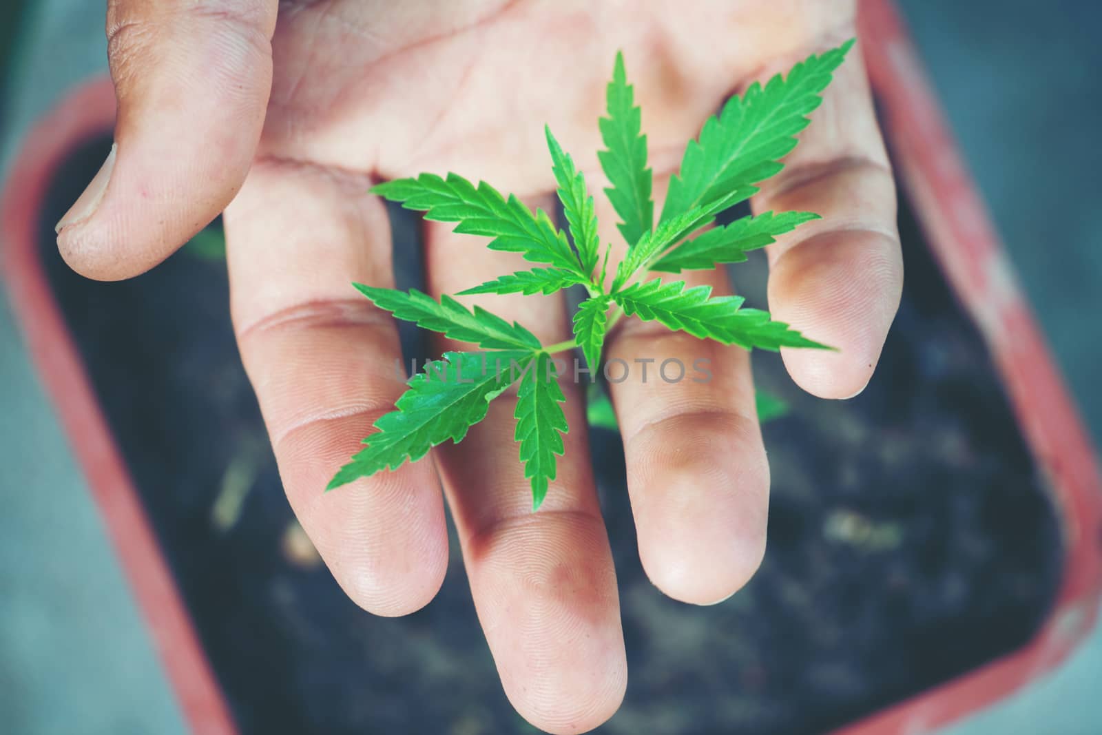 Hand holding marijuana leaf ( Cannabis sativa indica )